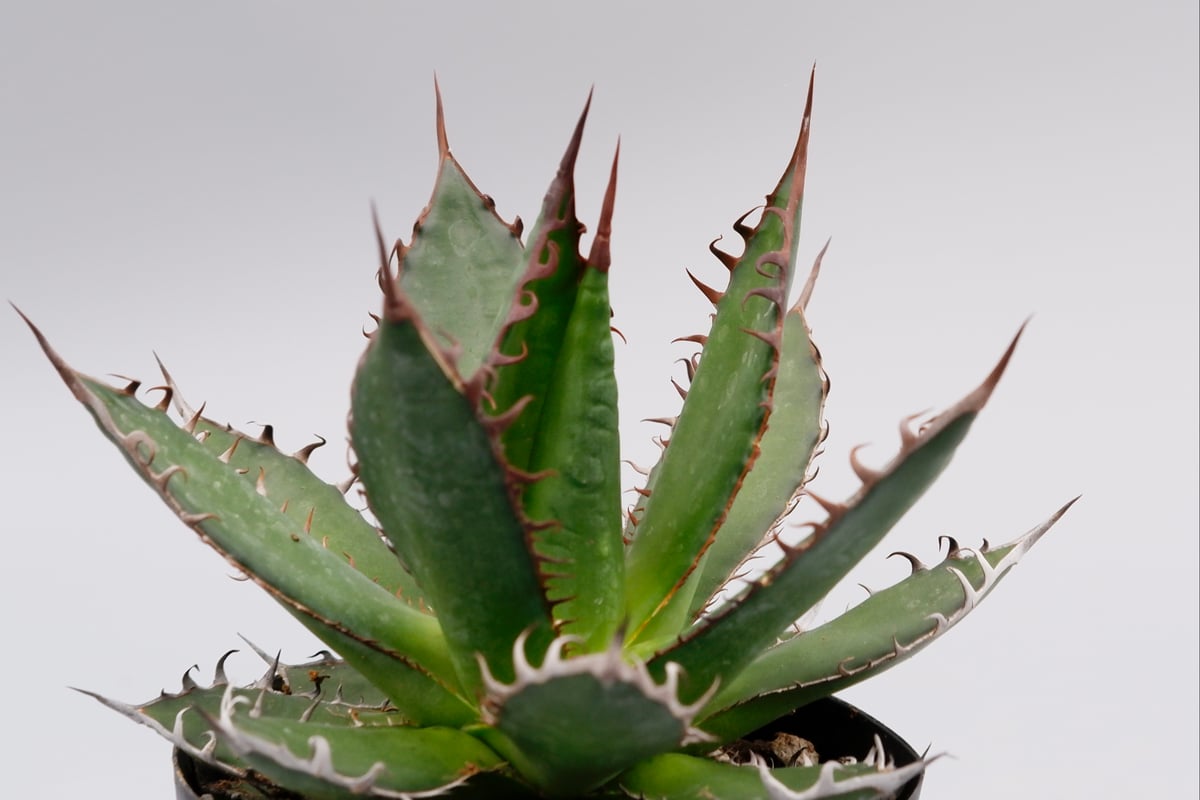 アガベ ホリダ 035 Agave horrida 強棘 | Sunny Branch