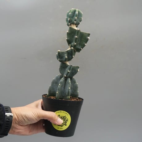 コ*ア様 柱サボテン スピラリス 5本セット　ユーフォルビア　アガベ　カクタス Amazon.co.jp: 多肉植物 ユーフォルビア セレウス スピラリス