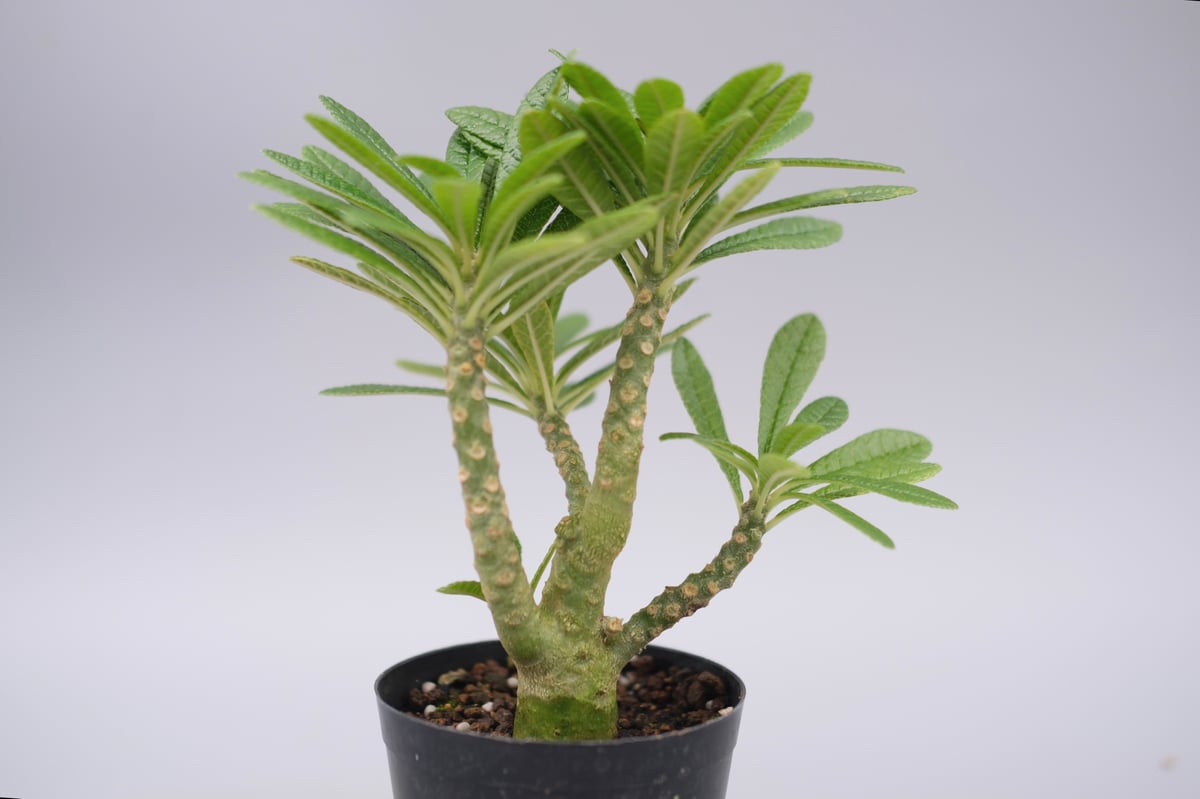 ドルステニア ギガス057 Dorstenia gigas | Sunny Branch