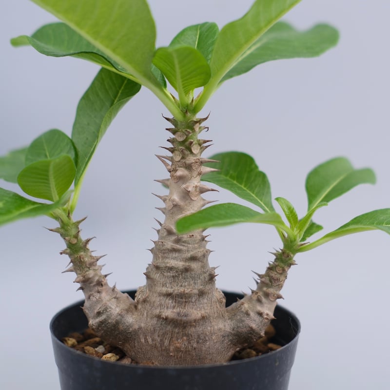 パキポディウム ウィンゾリー 実生株 063 Pachypodium windsorii |