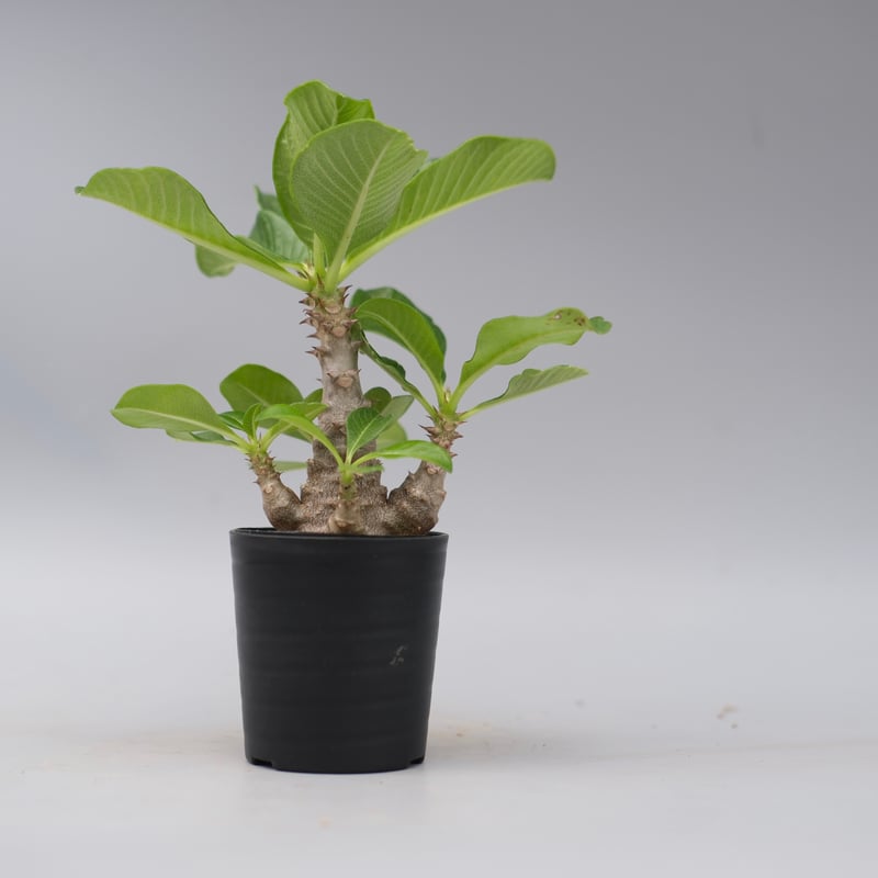 パキポディウム　ウィンゾリー　国内実生株　② パキポディウム ウィンゾリー 【実生】GM2402210 | RAFLUM