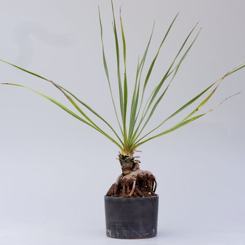 ユッカ ロストラータ 001【幹立ち】 Yucca Rostrata | Sunny Branch