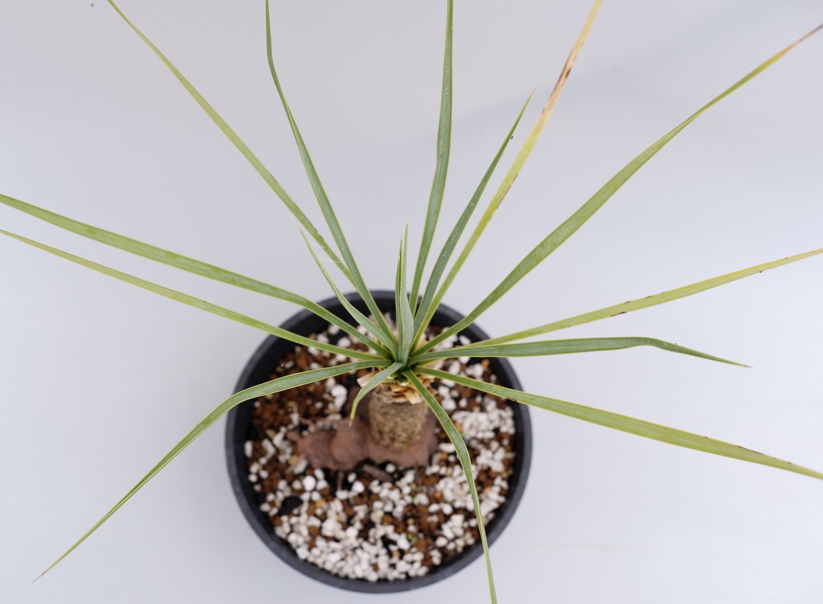 翌日発送可能】 #93 ユッカ ロストラータ 発根済 yucca rostrata