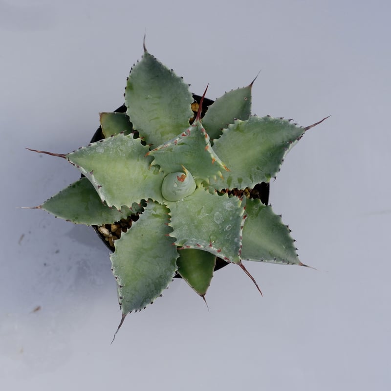アガベ ポタトラム スポーン002 Agave Potatorum 'SPAWN' | Sun
