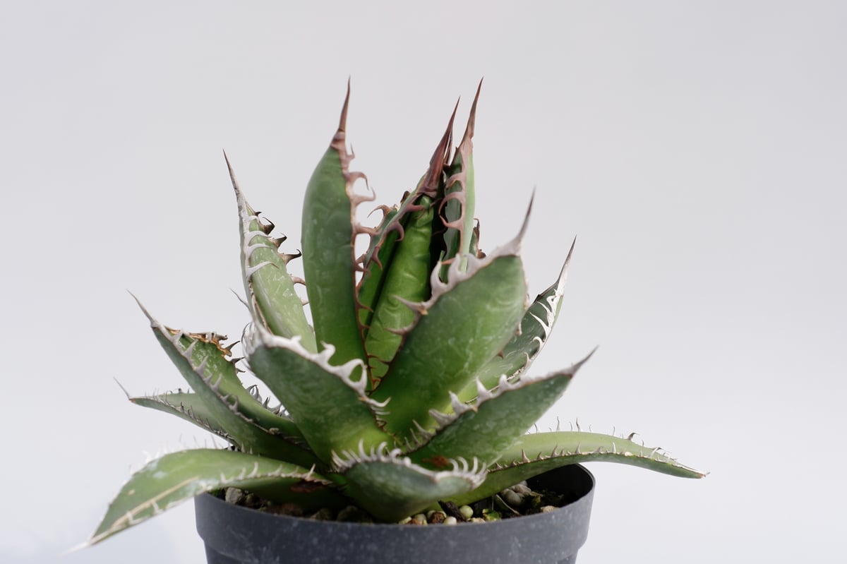 アガベ ホリダ 029 Agave horrida 強棘 | Sunny Branch