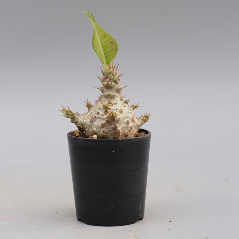 パキポディウム ウィンゾリー 実生株 118 Pachypodium windsorii |