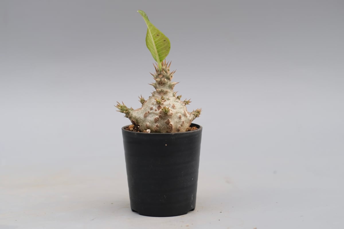 パキポディウム ウィンゾリー 実生株 118 Pachypodium windsorii |