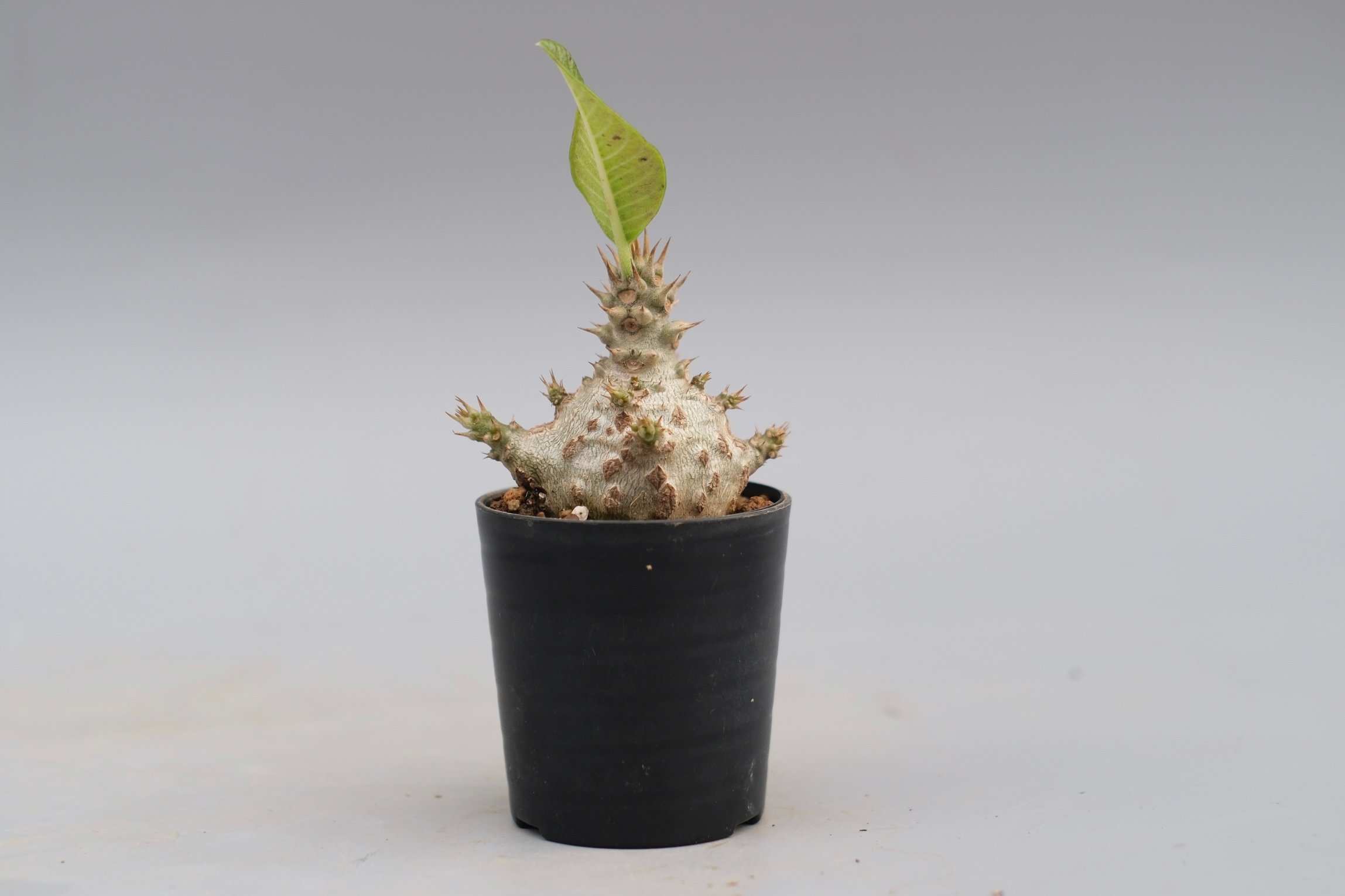 パキポディウム ウィンゾリー 実生株 118 Pachypodium windsorii |