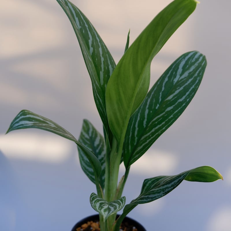 アグラオネマ リリアン Aglaonema 001 | Sunny Branch
