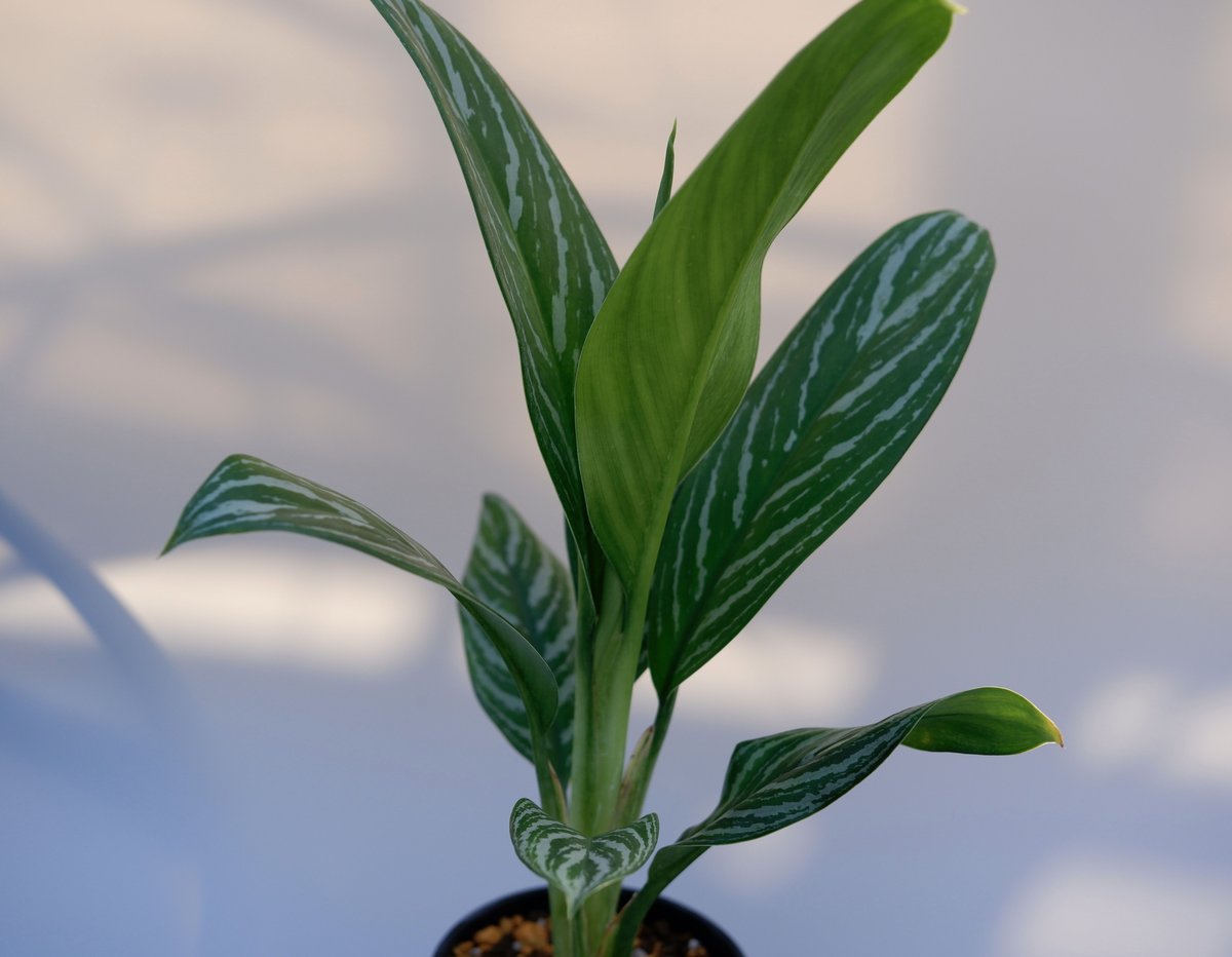 アグラオネマ　リリアン fit=scale-down,w=1200