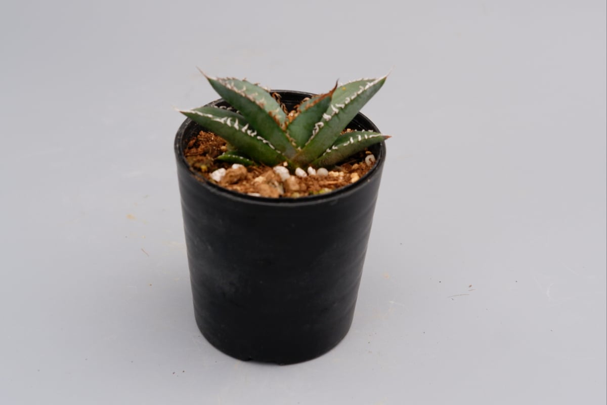 アガベ オテロイ 実生株 Agave oteroi seeding 064 | Sunny