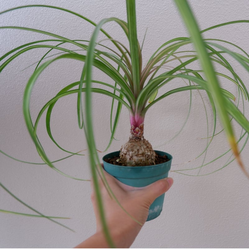 現品　トックリラン　ノリナ　斑入り　31番　観葉植物　ドライガーデン　希少 現品 トックリラン ノリナ 斑入り 31番 観葉植物 ドライガーデン 希少