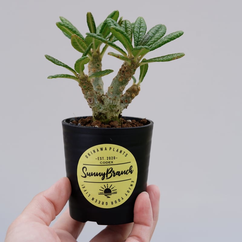 ドルステニア ギガス010 Dorstenia gigas | Sunny Branch