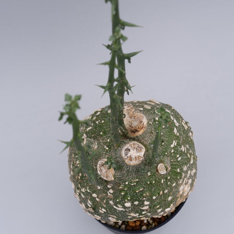 アデニア グロボーサ001 Adenia globosa | Sunny Branch アデニア グロボーサ001 Adenia globosa | Sunny Branch
