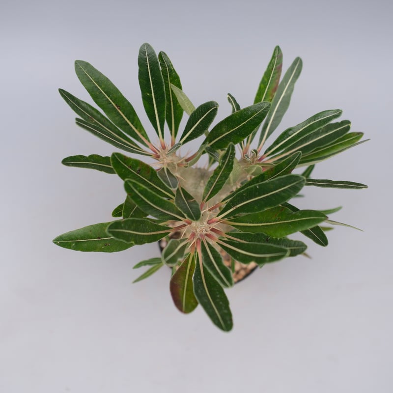 パキポディウム カクチペス 実生株 027 Pachypodium cactipes | Su