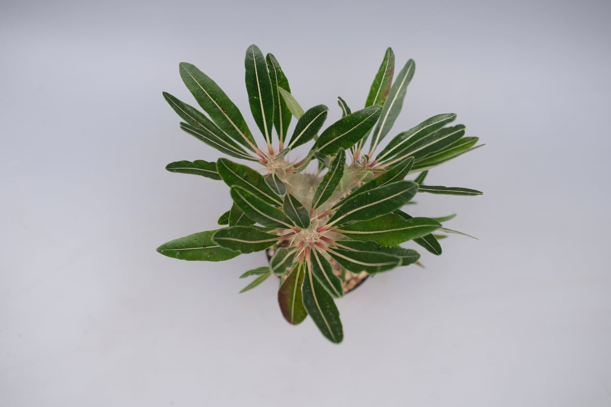 パキポディウム カクチペス 実生株 027 Pachypodium cactipes | Su