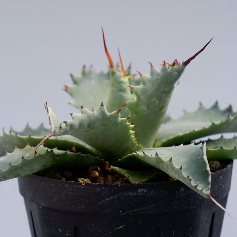 アガベ ポタトラム スポーン003 Agave Potatorum 'SPAWN' | Sun アガベ ポタトラム スポーン003 Agave Potatorum 'SPAWN' | Sun