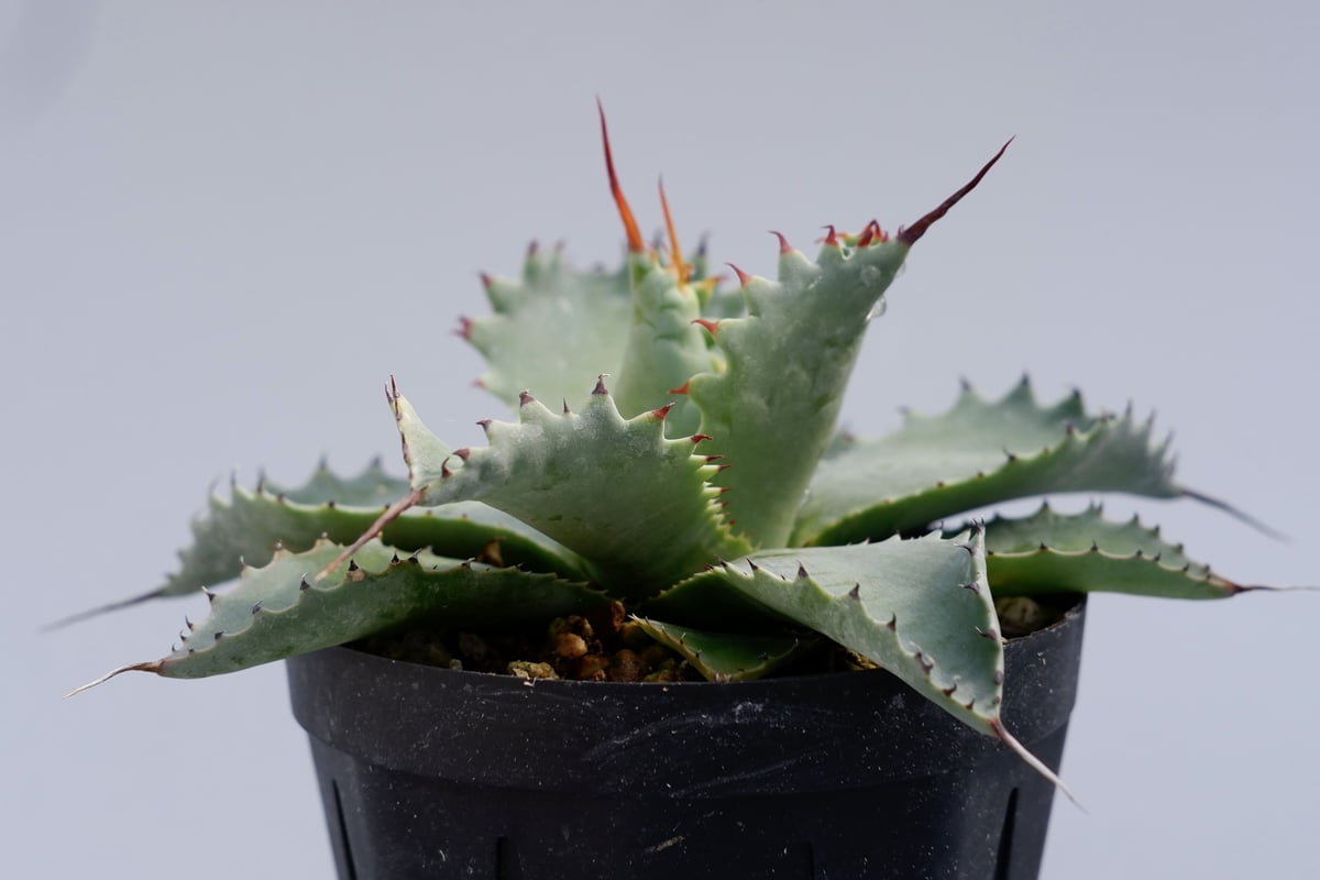 アガベ ポタトラム スポーン003 Agave Potatorum 'SPAWN' | Sun アガベ ポタトラム スポーン003 Agave Potatorum 'SPAWN' | Sun
