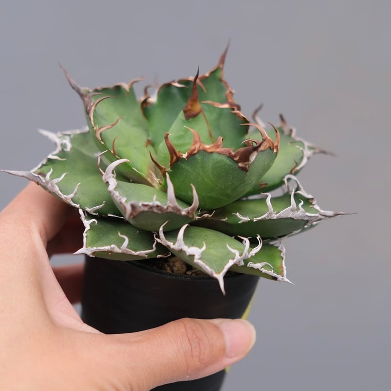 アガベ チタノタ シーザー Agave titanota caesar 148 | Sunny