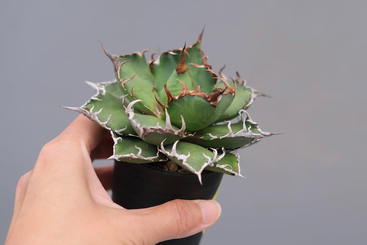 アガベ チタノタ シーザー Agave titanota caesar 148 | Sunny