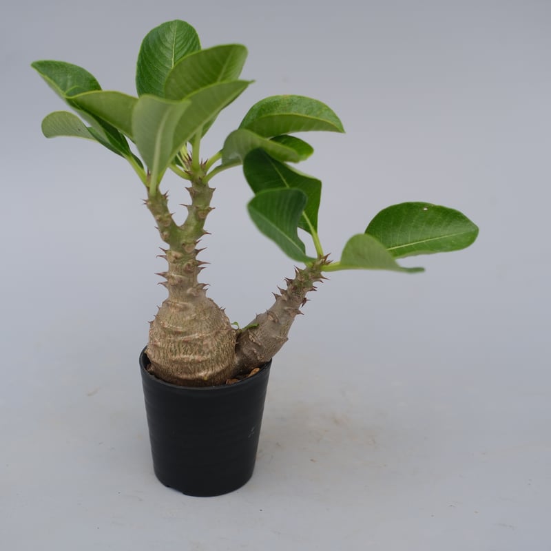 パキポディウム ウィンゾリー 実生株 073 Pachypodium windsorii |