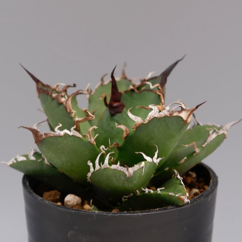 アガベ チタノタ シーザー Agave titanota caesar 136 | Sunny