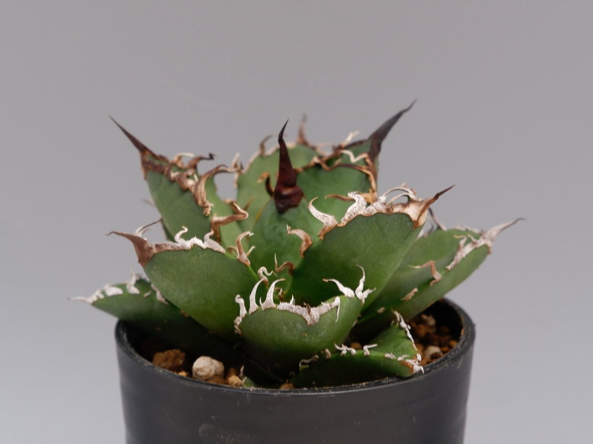 アガベ　チタノタ　シーザー　136 アガベ チタノタ シーザー Agave titanota caesar 136 | Sunny