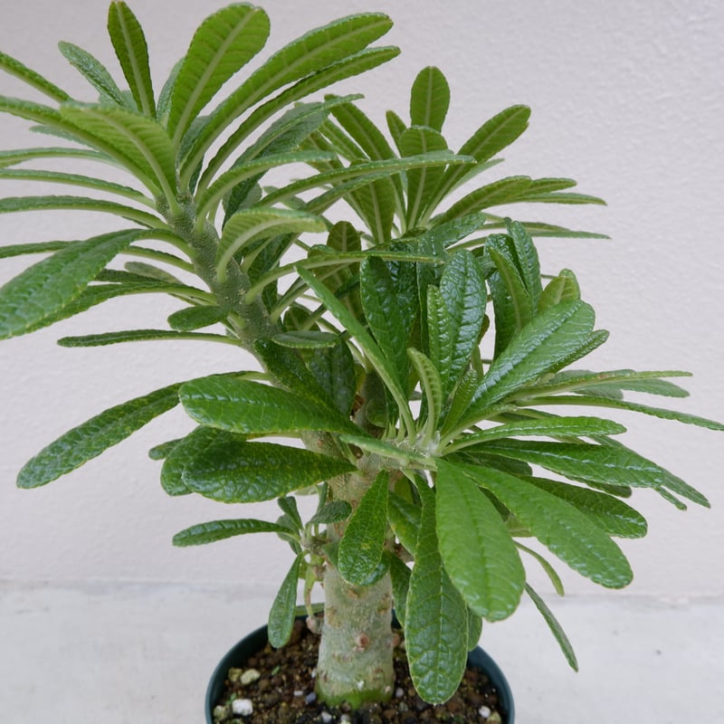 ドルステニア ギガス002 Dorstenia gigas | Sunny Branch