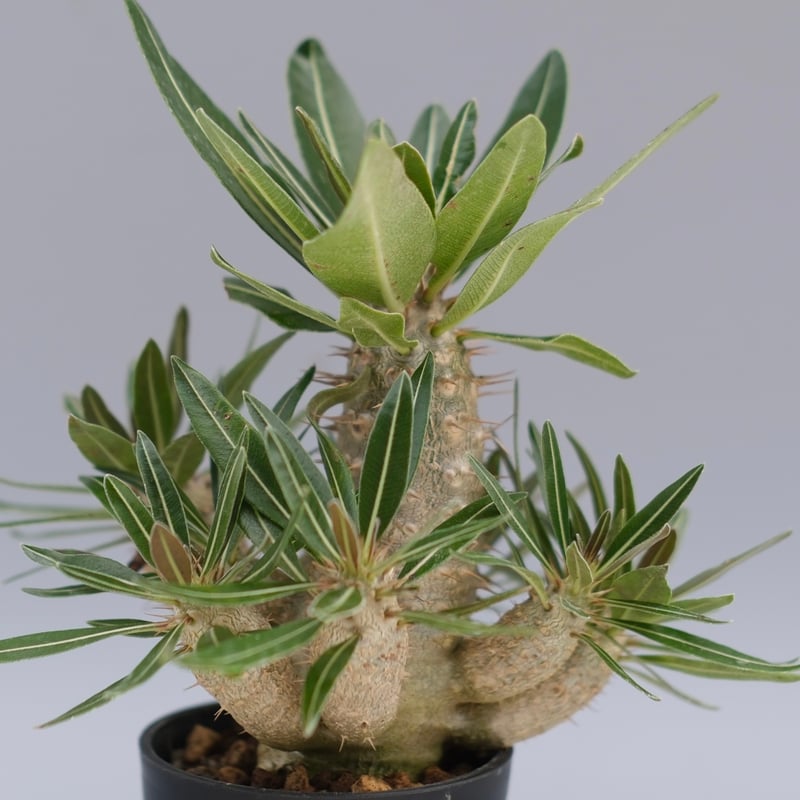 パキポディウム カクチペス 実生株 028 Pachypodium cactipes