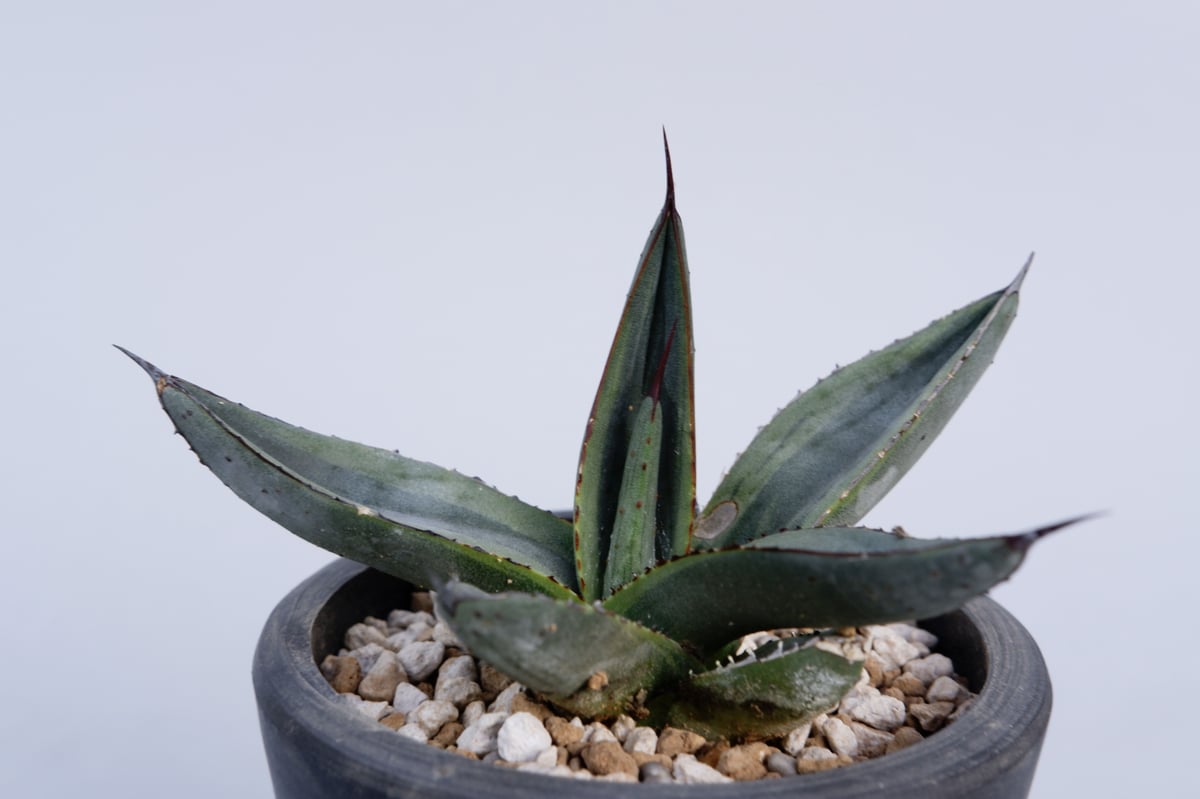 アガベ シャークバイト005 Agave Sharkbite | Sunny Branch