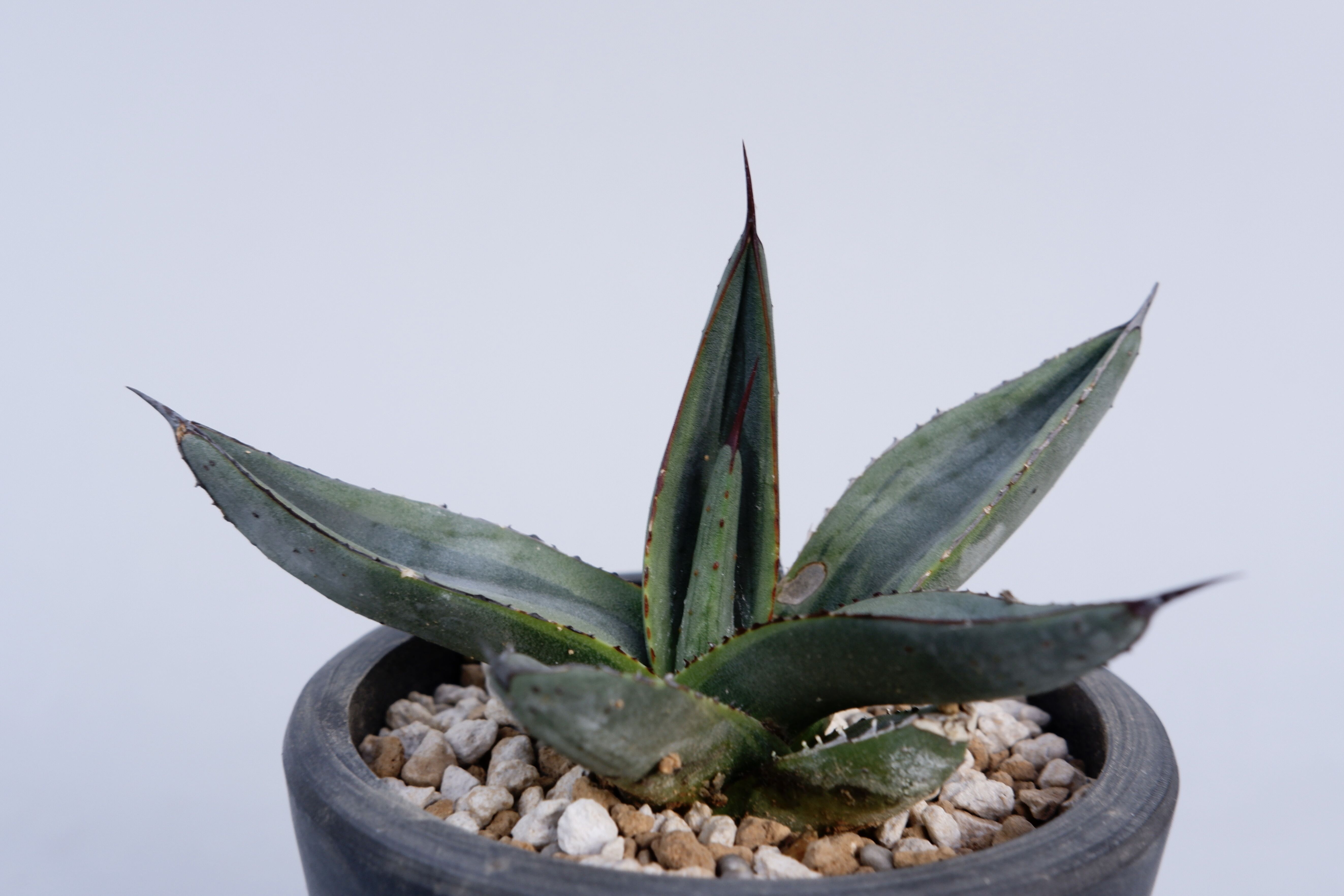 アガベ シャークバイト005 Agave Sharkbite | Sunny Branch