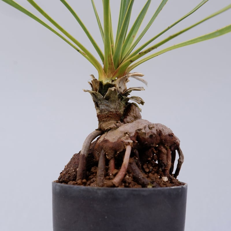 ユッカ　ロストラータ　抜き苗　幹立ち ユッカ ロストラータ 003【幹立ち】 Yucca Rostrata | Sunny Branch