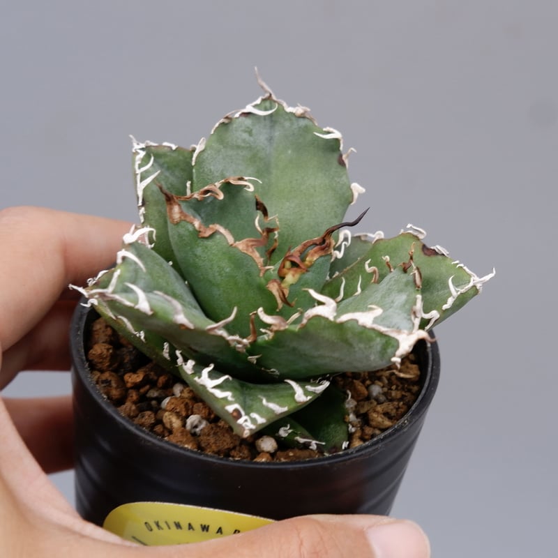 アガベ チタノタ 白鯨 Agave titanota white whale 182 | Su