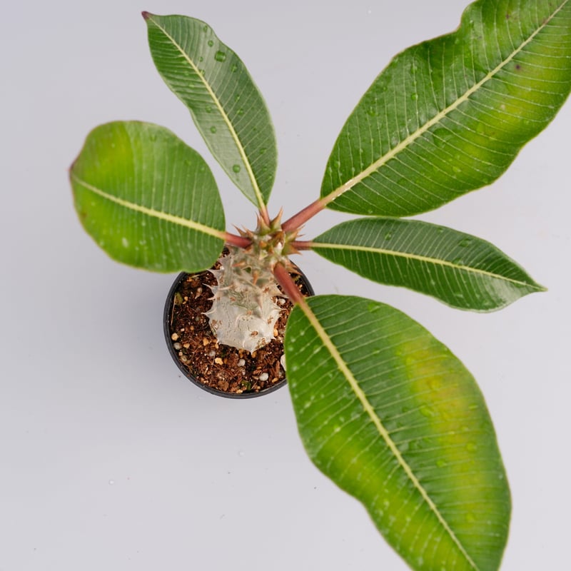 パキポディウム バロニー実生株016 Pachypodium baronii | Sunny パキポディウム バロニー実生株016 Pachypodium baronii | Sunny