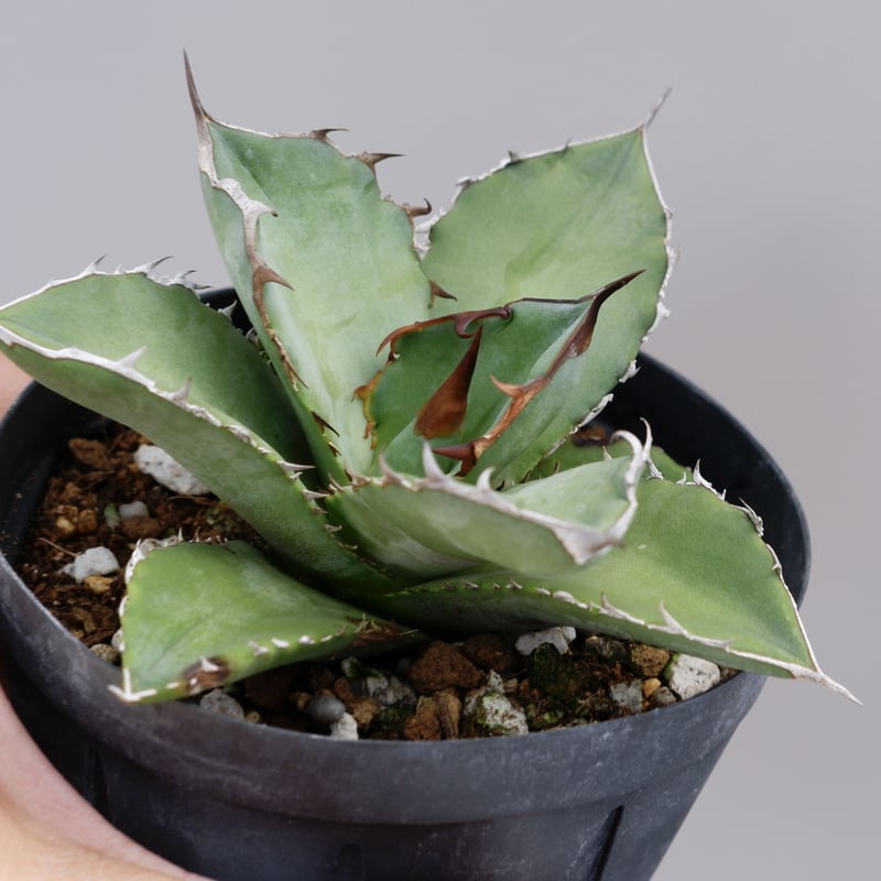 アガベ オテロイ 実生株 Agave oteroi seeding 042 | Sunny アガベ オテロイ 実生株 Agave oteroi seeding 042 | Sunny