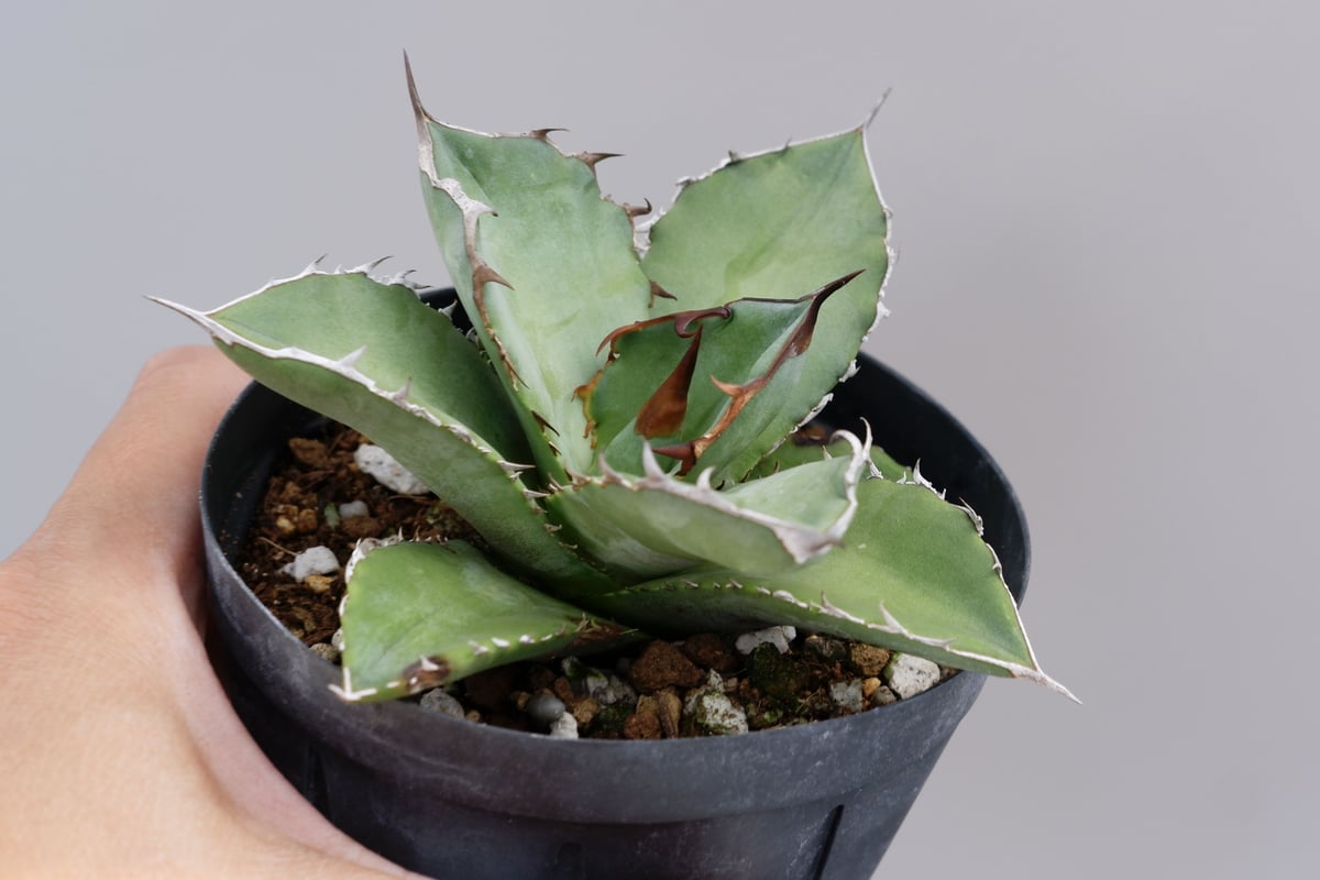 アガベ オテロイ 実生株 Agave oteroi seeding 042 | Sunny アガベ オテロイ 実生株 Agave oteroi seeding 042 | Sunny