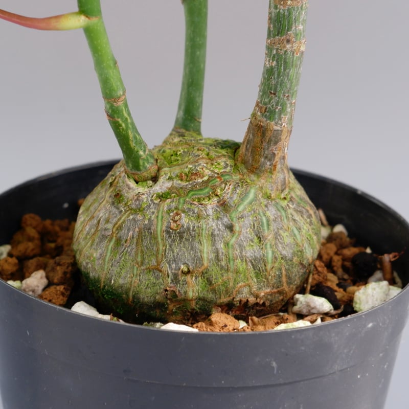 丸々ボンバックス pseudobombax-ellipticum-039-03