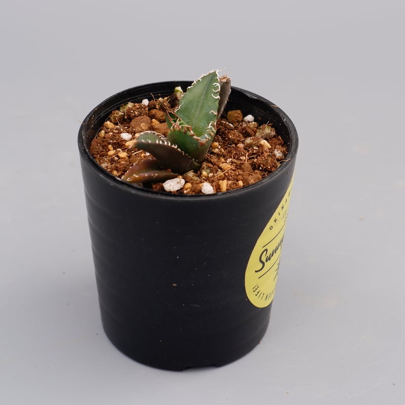 Agave titanota ‘Caesar’ シーザー アガベ・チタノタ シーザー（凱撒）中-019｜agave titanota