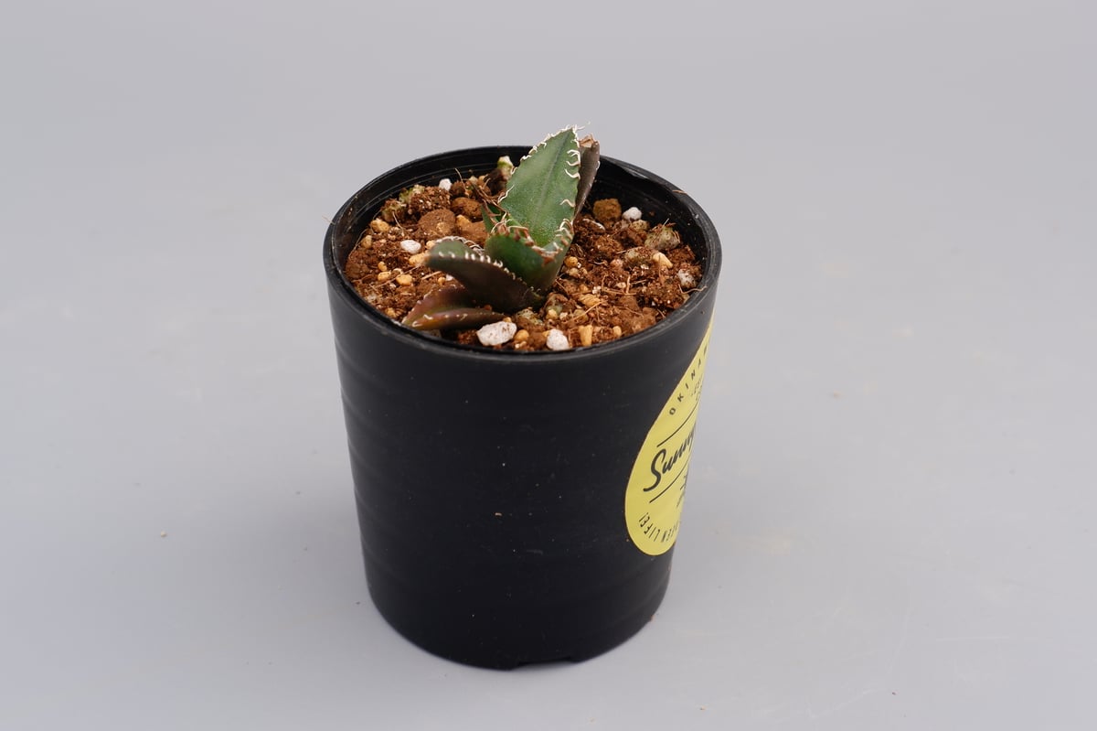agave titanota シーザーベアルート　アガベ　チタノタ アガベ チタノタ シーザー 2株入り Agave titanota caesar 022 |