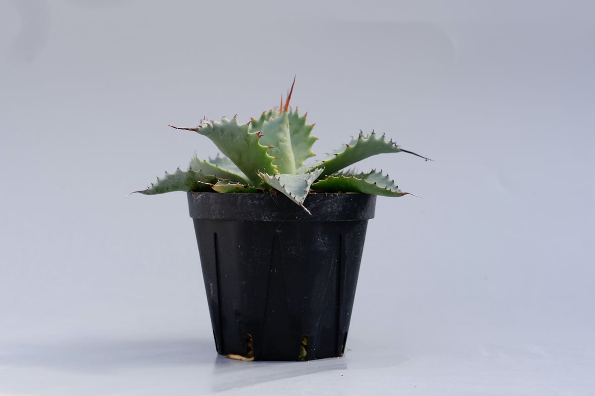 ソウラボAGAVE- [ Z ] ERO BOTANIZE PLA POT ソウラボAGAVE- [ Z ] ERO BOTANIZE PLA POT