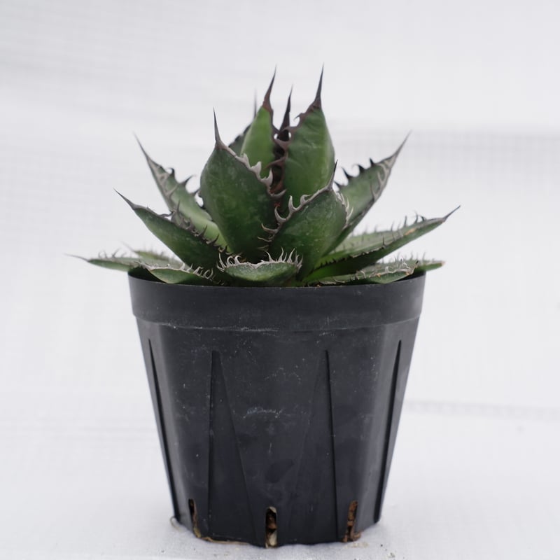 アガベ ホリダ 022 Agave horrida 強棘 | Sunny Branch