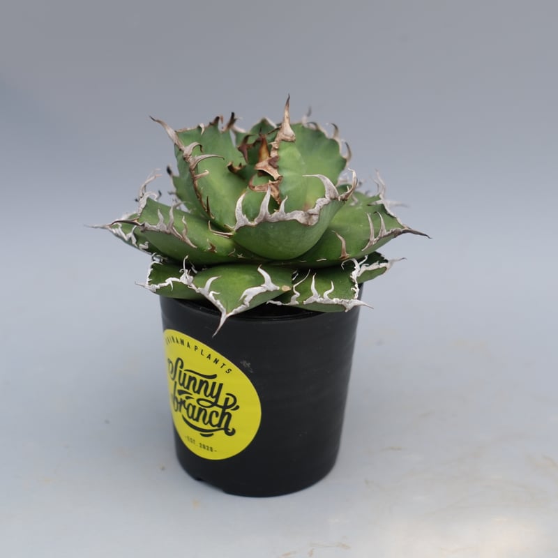 アガベ チタノタ シーザー Agave titanota caesar 169 | Sunny