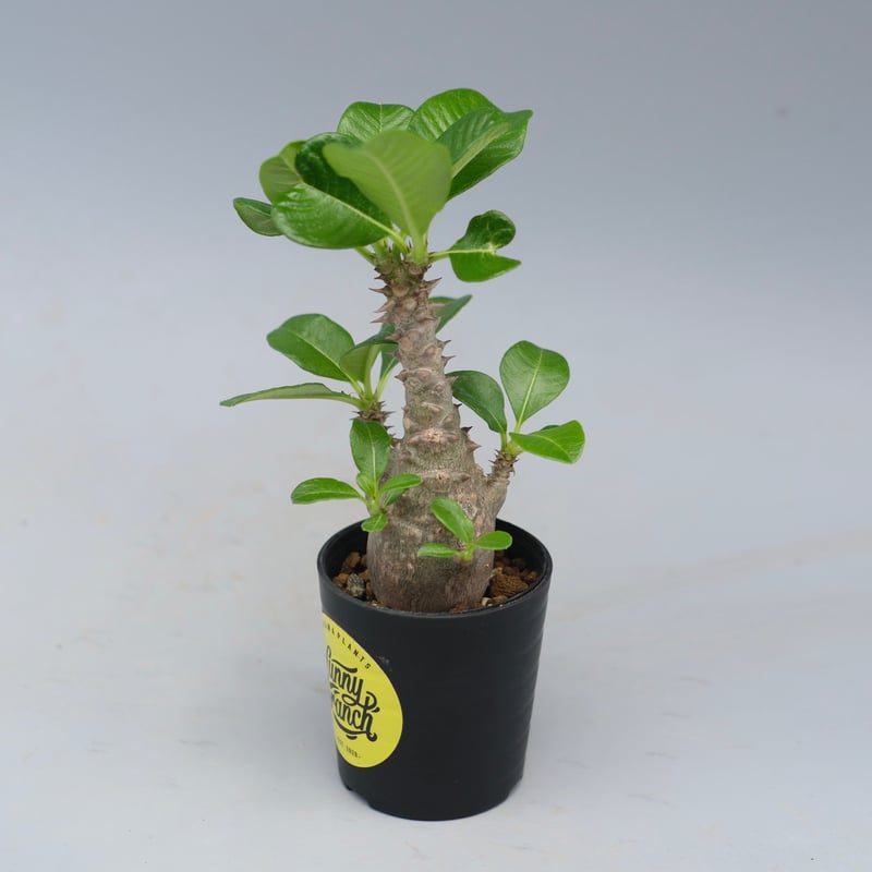 パキポディウム ウィンゾリー 実生株 055 Pachypodium windsorii |