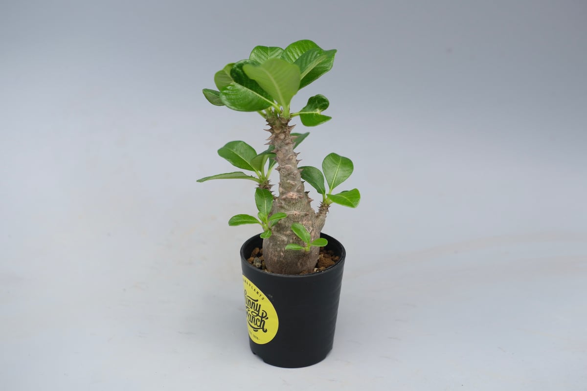 じぇむさんウィンゾリー パキポディウム ウィンゾリー 実生株 055 Pachypodium windsorii