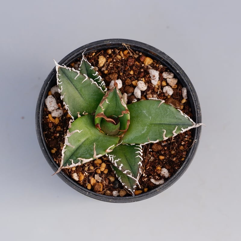 アガベ チタノタ シーザー Agave titanota caesar 082 | Sunny