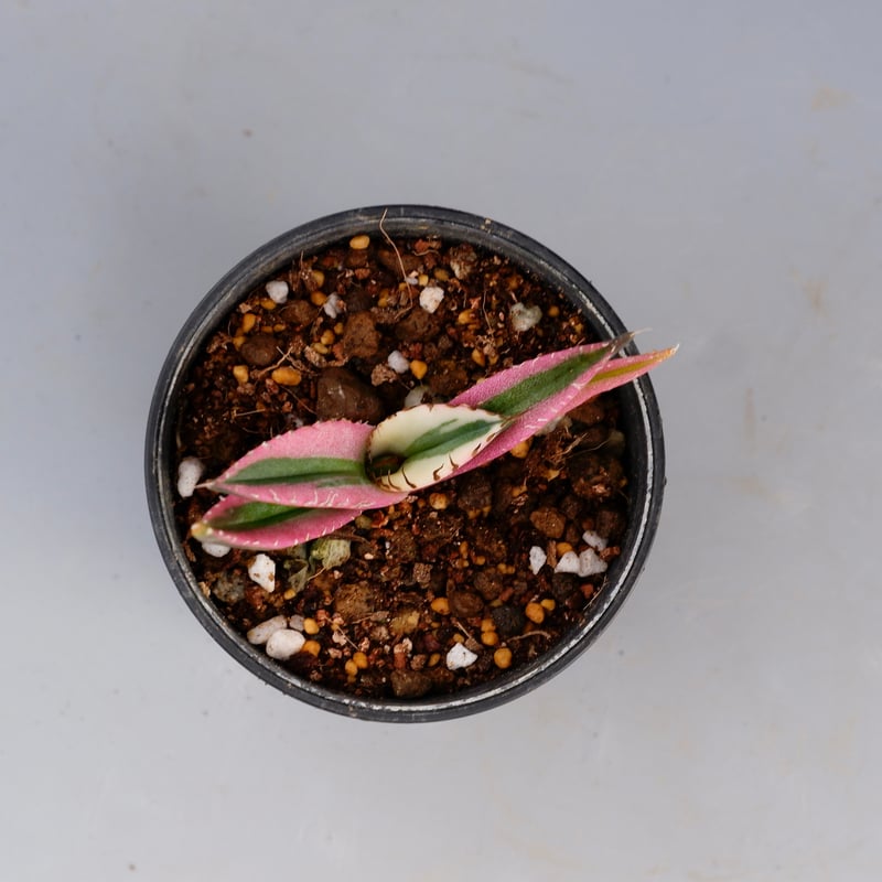 アガベ チタノタ スナグルトゥース Agave titanota Snaggle Tooth