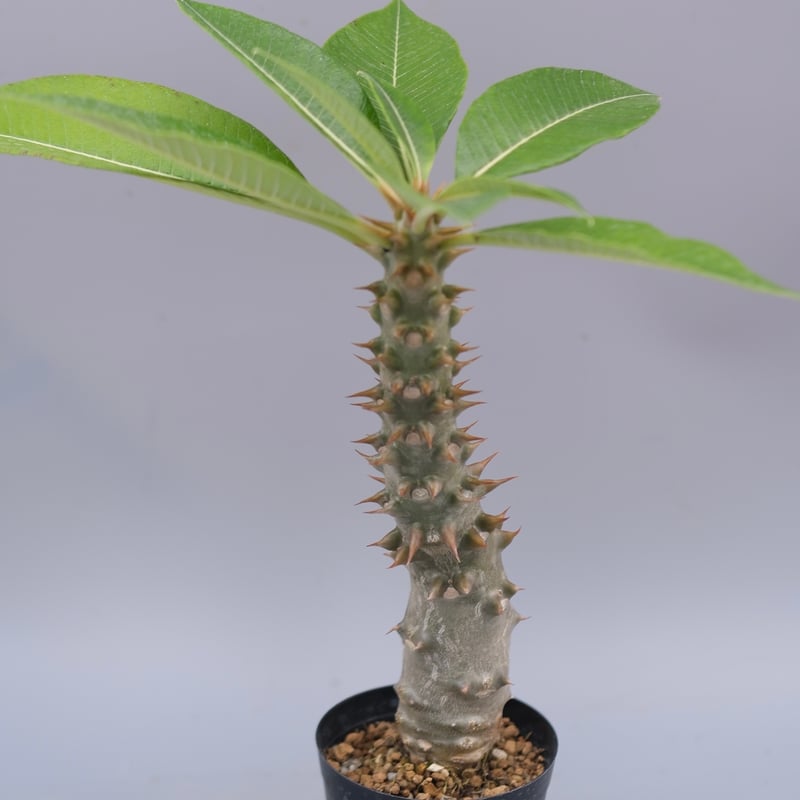 パキポディウム バロニー実生株043 Pachypodium baronii | Sunny