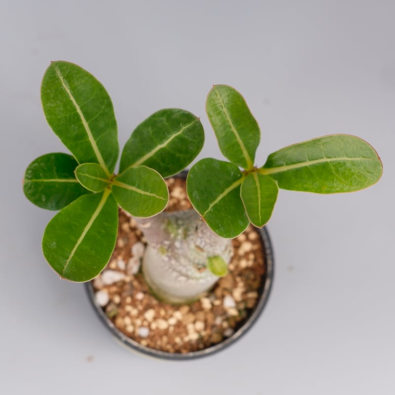 アデニウム アラビカム ブラックステム 実生株 Adenium arabicum