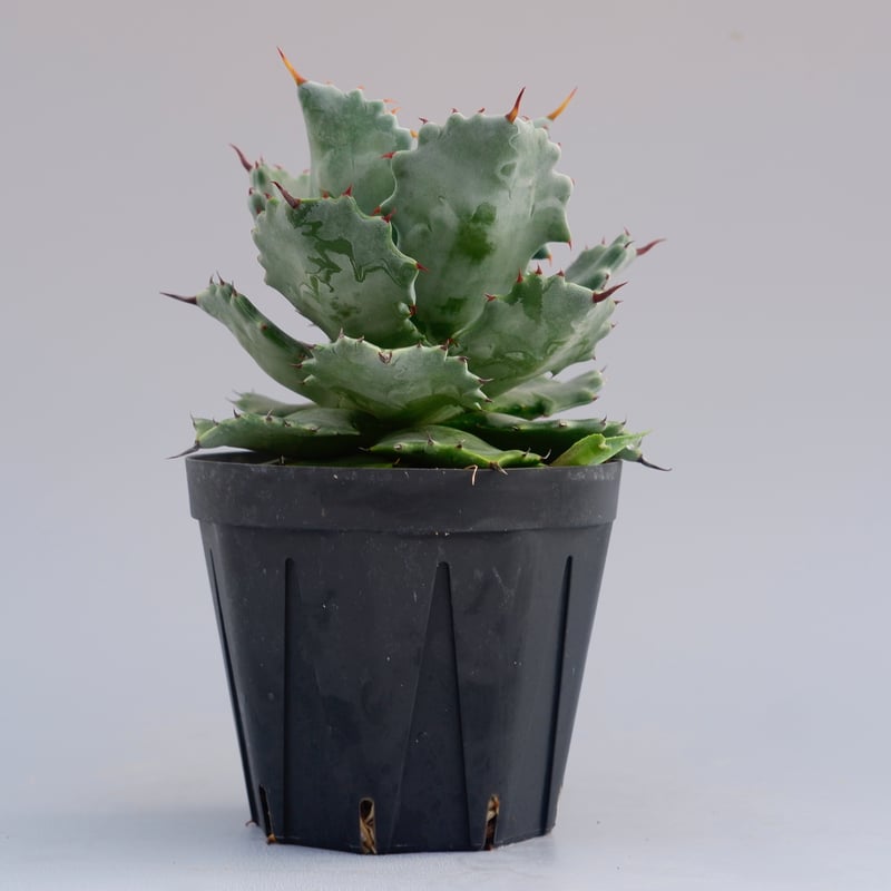 子株付き アガベ イシスメンシス 実生株 Agave isthmensis | Sunny