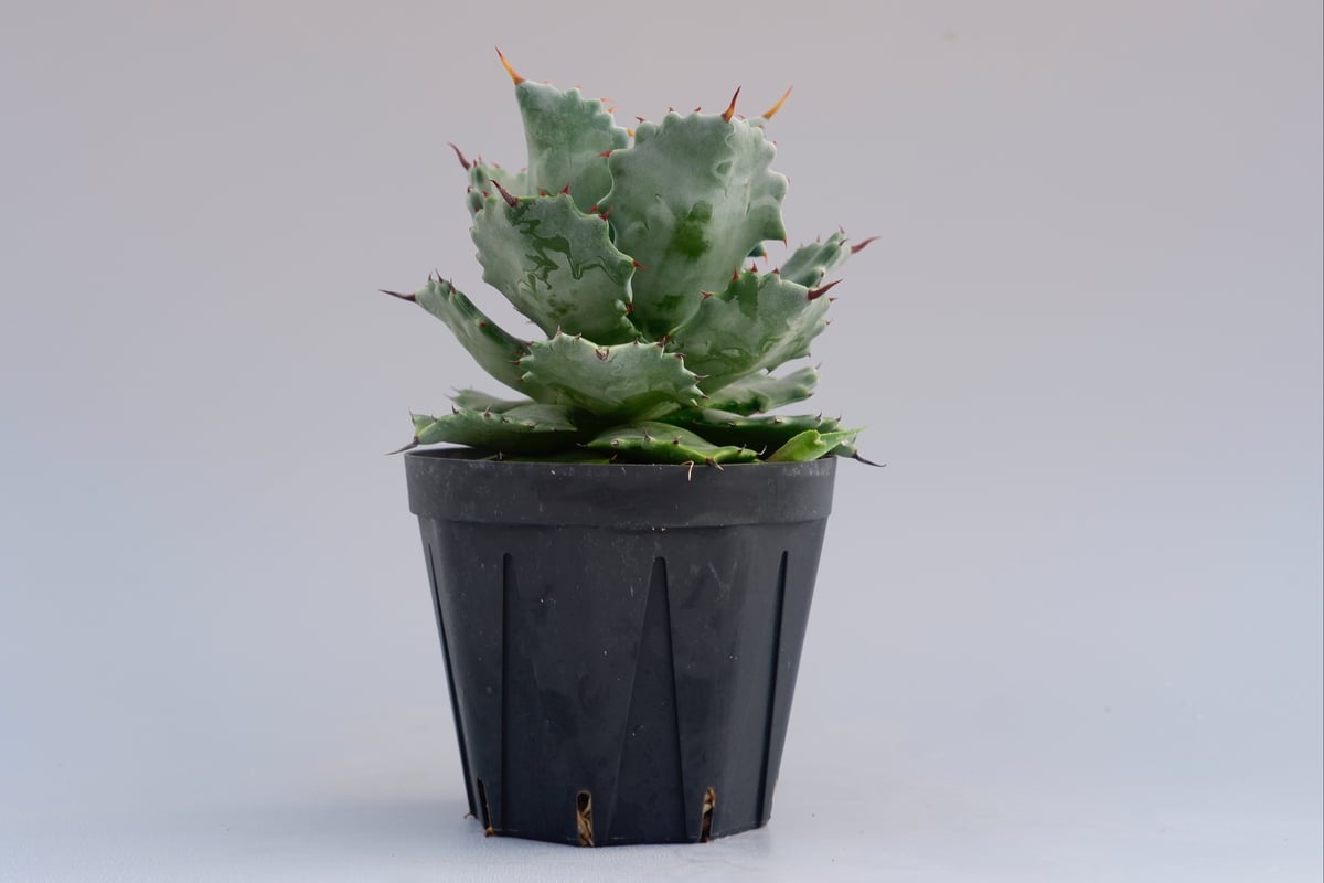 子株付き アガベ イシスメンシス 実生株 Agave isthmensis
